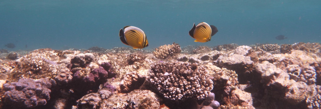 Fish on the reef in the Red Sea