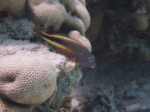 A fish swimming in the reef