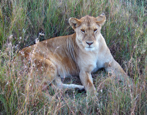 Lioness taking a rest