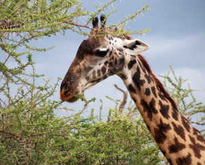 Giraffe Eating