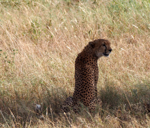 A cheetah looking for prey