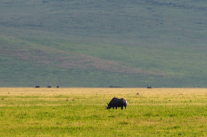 A Black Rhinoceros in the distance