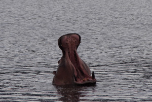 Yawning Hippopotamus