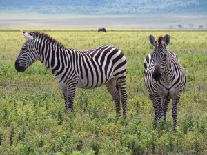 Zebras