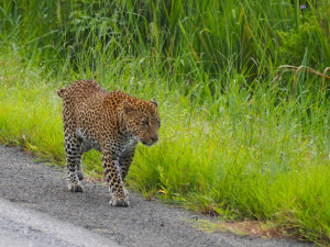 A Leopard walking down the highway