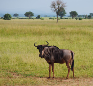 Wildebeest