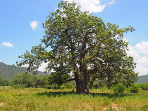 Hugging a Baobab Tree