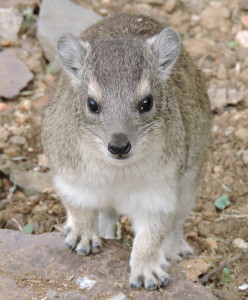 Rock Hyrax - known as a Dassie in South Africa