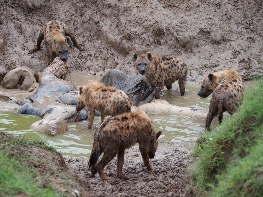 Pack of Hyenas eating a dead elephant