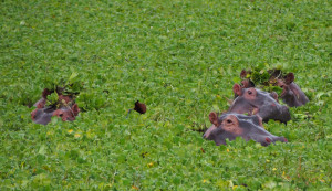 Hippopotamus' hanging out in a lake