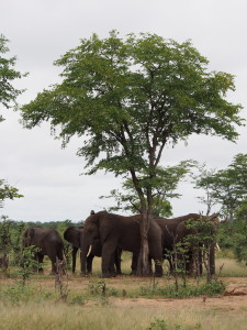 Elephants hanging out in the shade