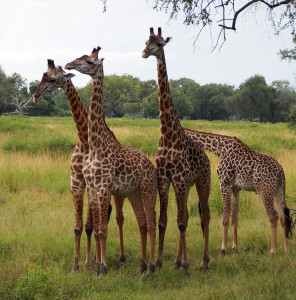 Giraffes