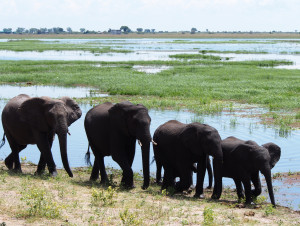 Herd of Elephants walking by the Chobe River