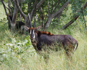 Sable Antelope