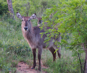 Bushbuck