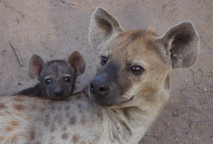 Hyena and pup