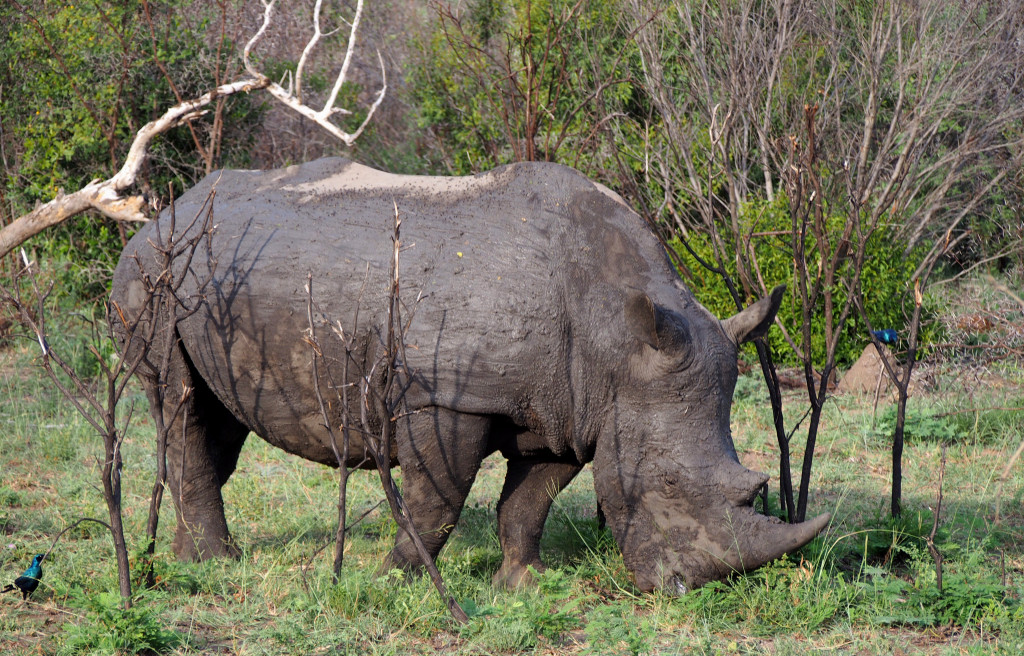 White Rhinoceros