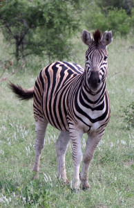 Zebra