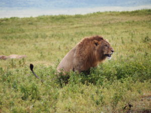 Pooping Lion Picture