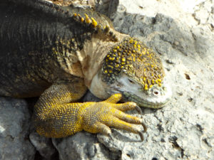 Yellow Land Iguana