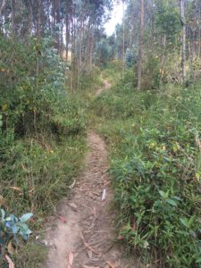Trail to El Lechero