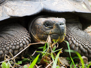 Giant Land Tortoise