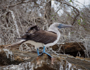 Blue Footed Boobie