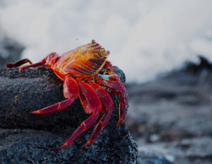 Sally Lightfoot Crab