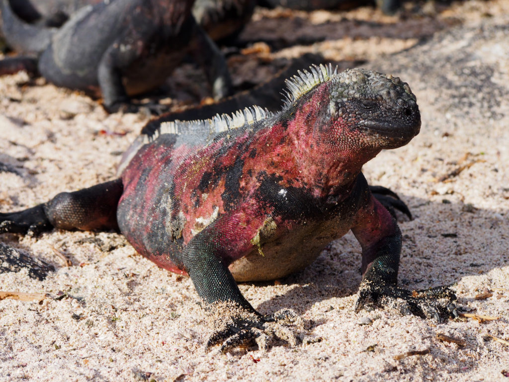 Marine Iguana