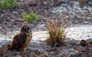 Short Eared Owl