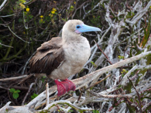 Red Footed Boobie