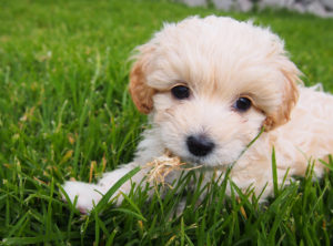 Cute puppy at the San Pablo Mirador