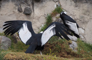 Andean Condors at the Condor Park