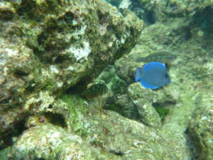 Electric blue fish swimming in the reef of Isla Manglar