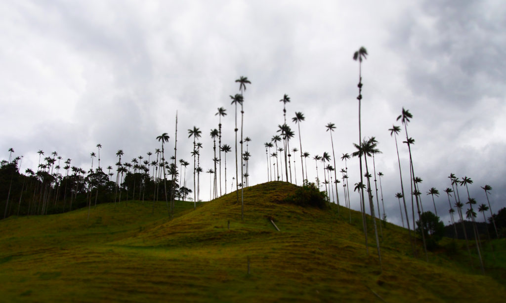 Valle de Cocora, silhouette of Palm Trees on the hill side