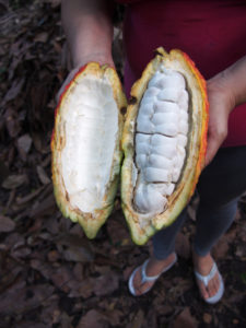 Ripe and freshly opened cacao pod