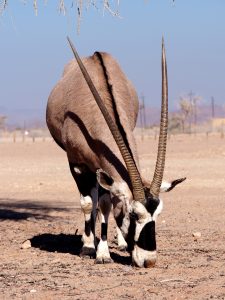 Oryx; Gemsbok