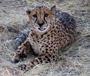 Yawning Cheetah at AfriCat in Okonjima
