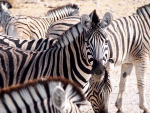 Zebras in Etosha National Park