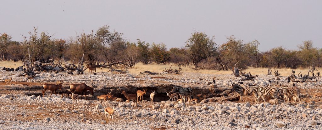 Animals drinking at the waterhole in Etosha National Park