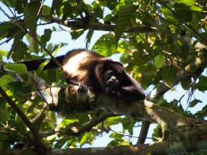 Howler Monkey in the canopy