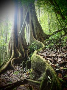 Beautiful old trees in the forests of Selva Negra Plantation
